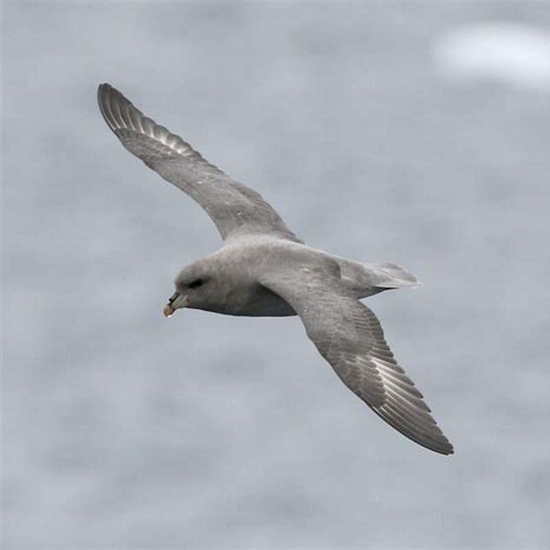 Are petrels gulls?