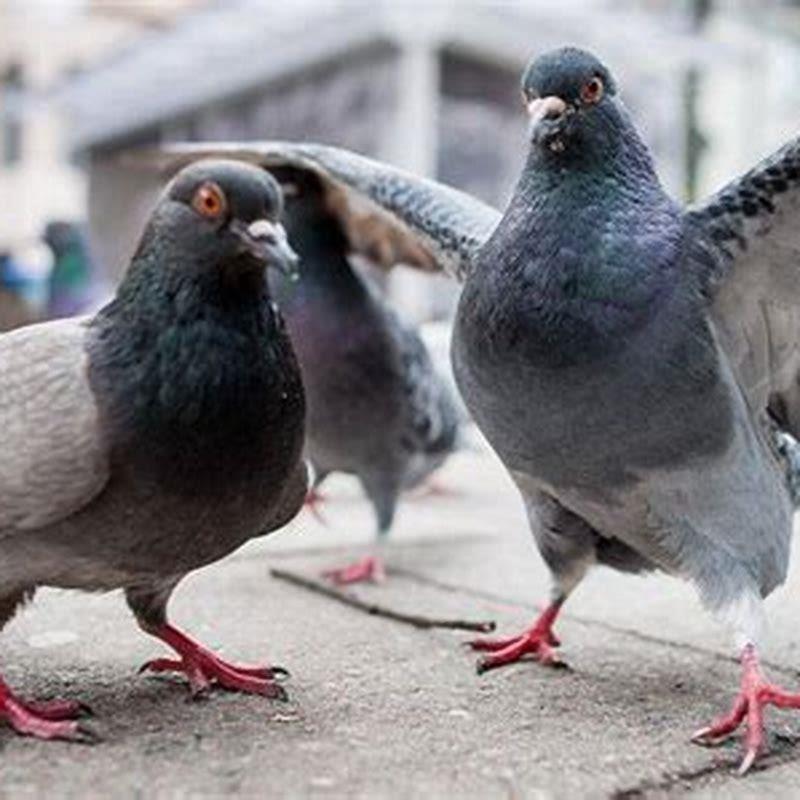 Are pigeons the dirtiest birds?