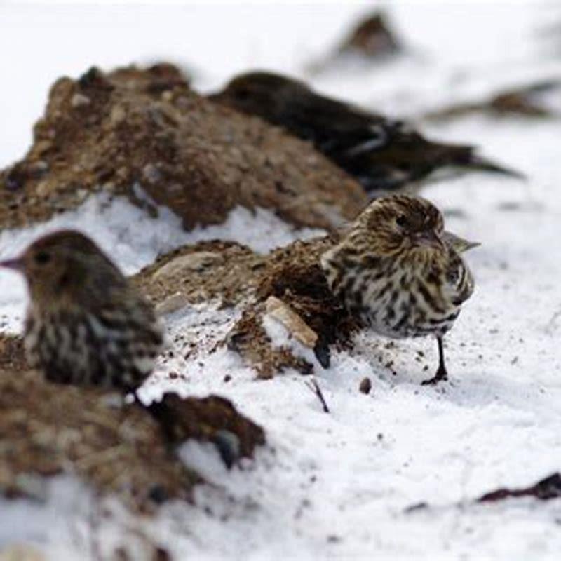Are Pine Siskins aggressive birds?