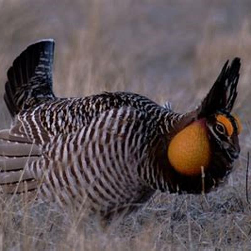Are prairie chicken omnivores?