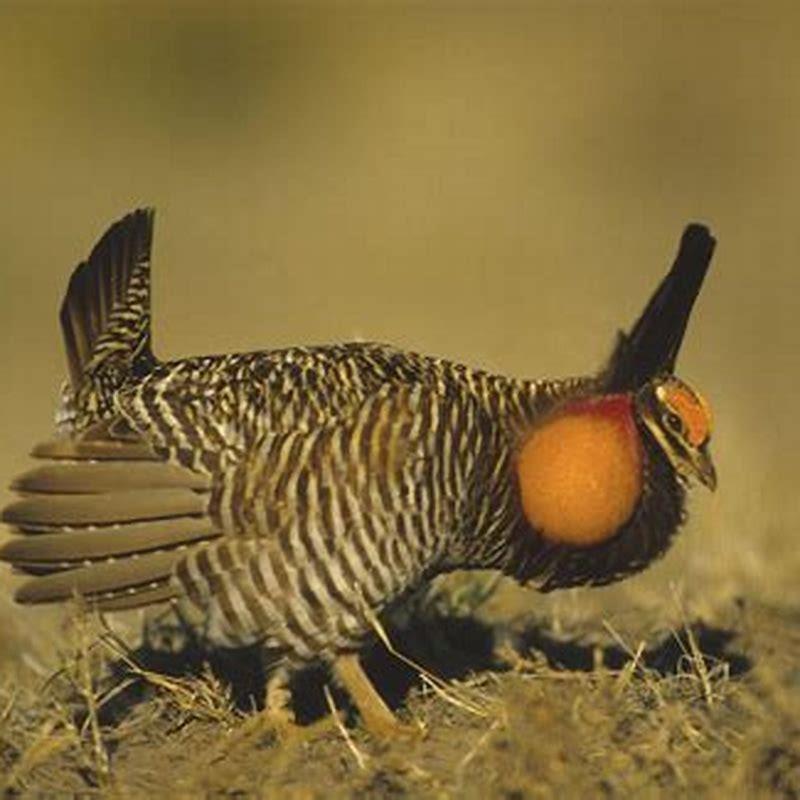 Are prairie chickens herbivores?