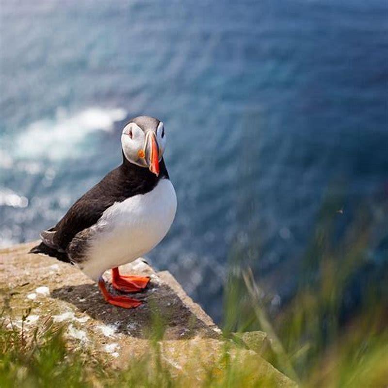 Are puffins in the Galapagos?
