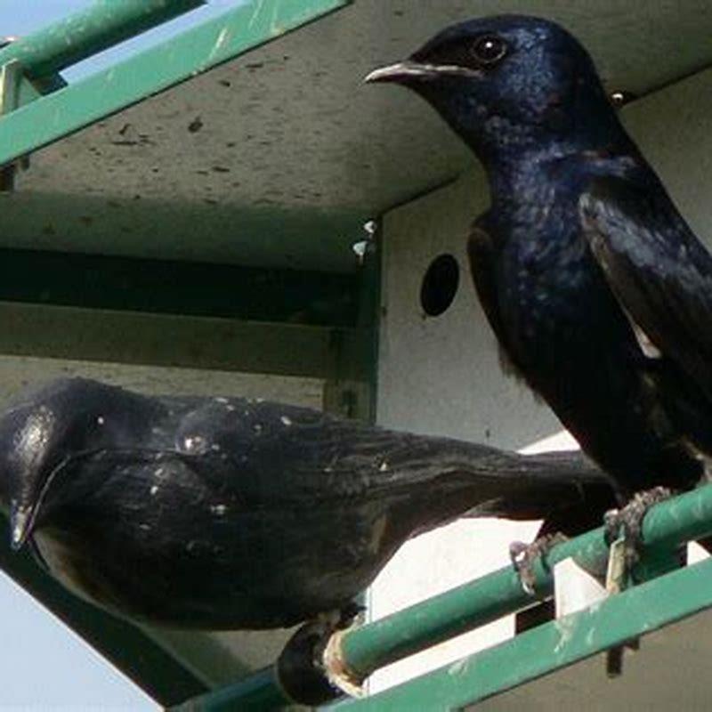 Are purple martins good for your yard?