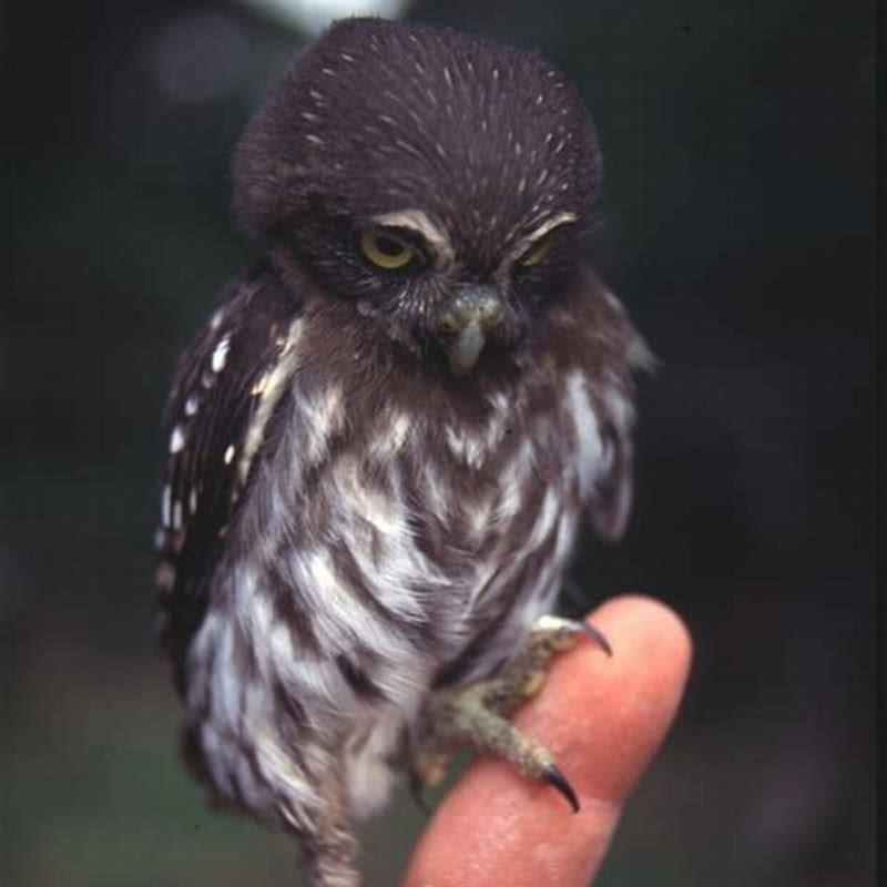 Are Pygmy-Owls rare?