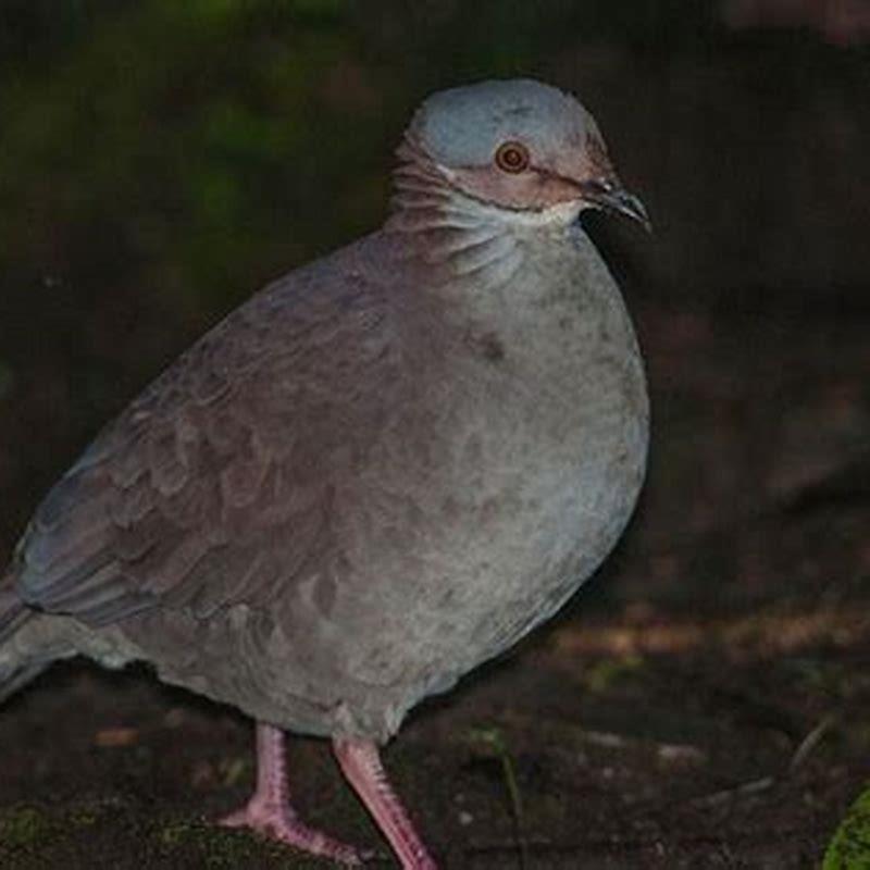 Are quails and doves related? - DIY Seattle