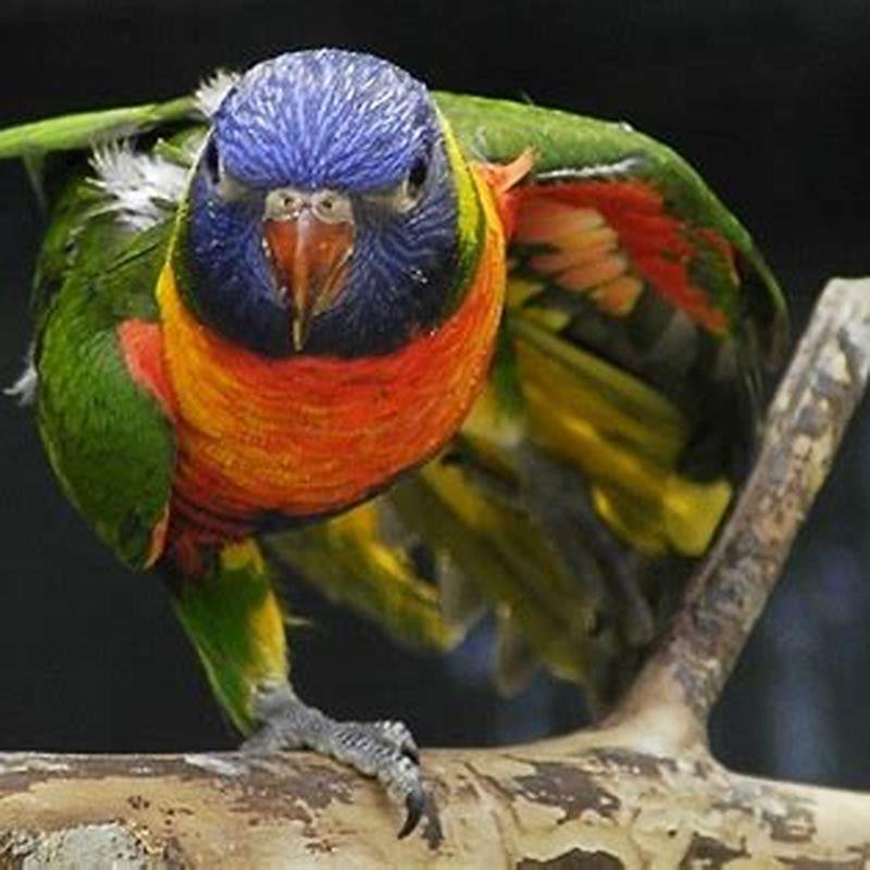 Are rainbow lorikeets expensive?