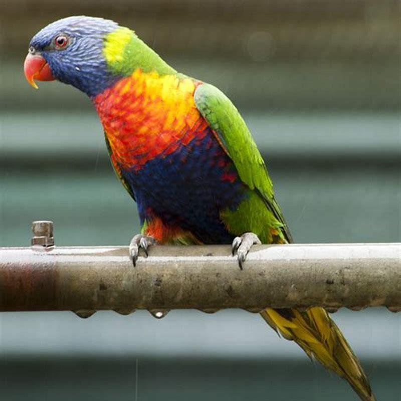 Are rainbow lorikeets pests in Australia?