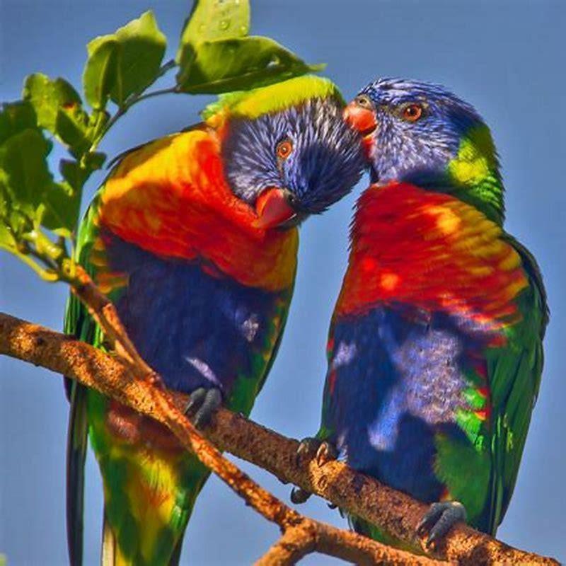 Are rainbow lorikeets protected? - DIY Seattle