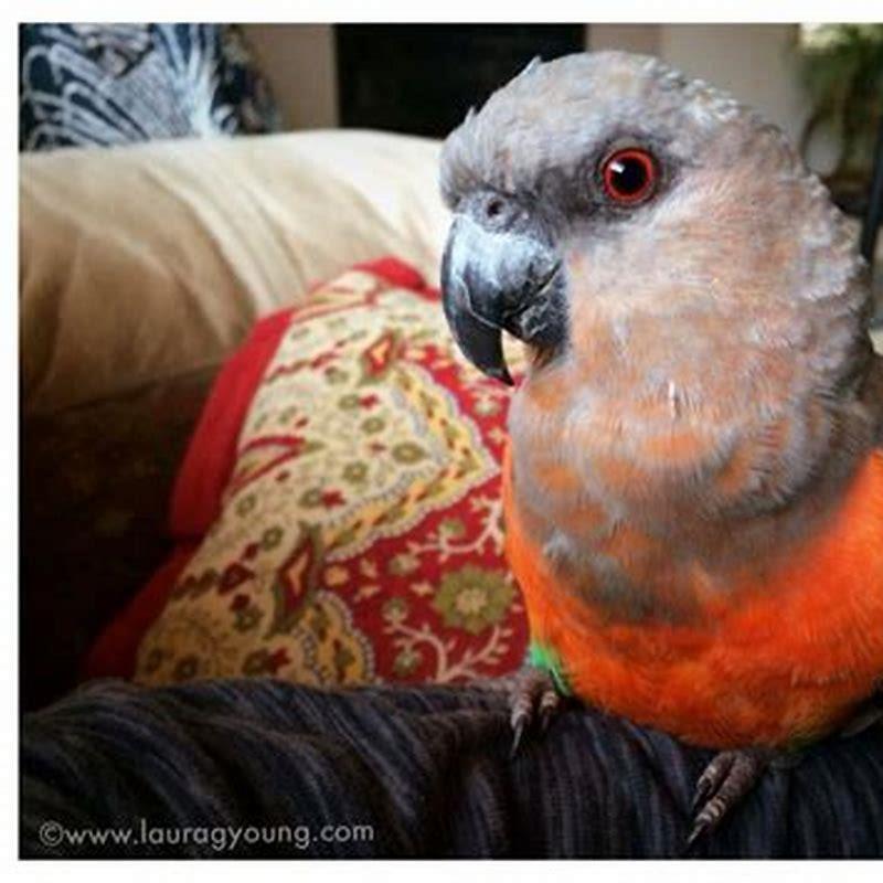 Are red-bellied parrot cuddly?
