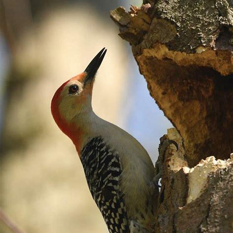 Are Red Bellied Woodpeckers Aggressive Diy Seattle 2688