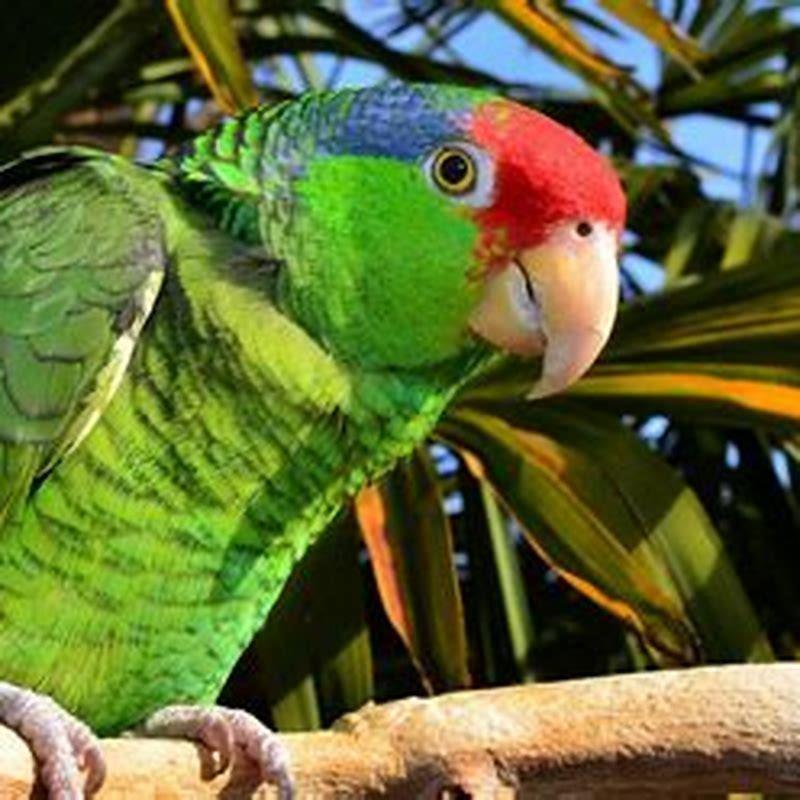 Are Red-crowned parrots endangered?