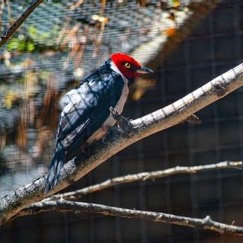 are-red-headed-woodpeckers-mean-to-other-birds-diy-seattle