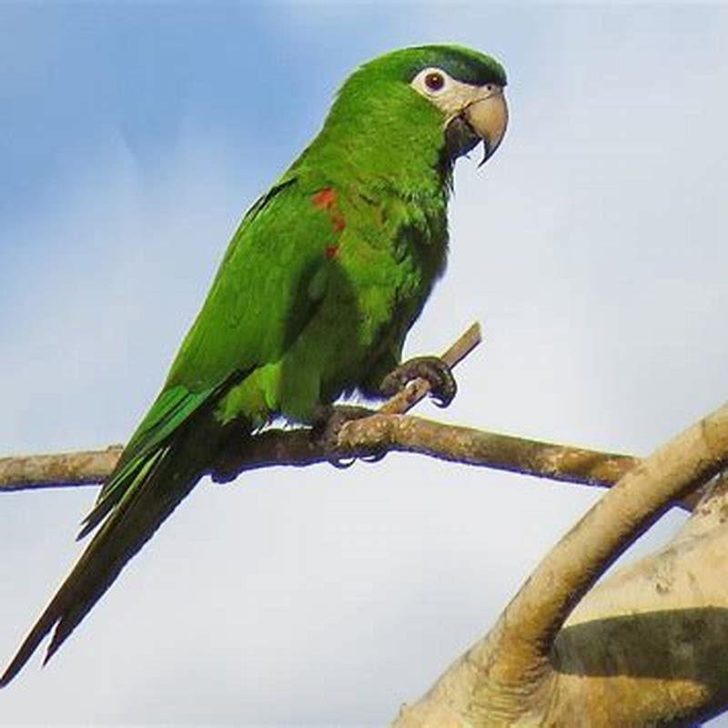 Are red shouldered macaw loud?
