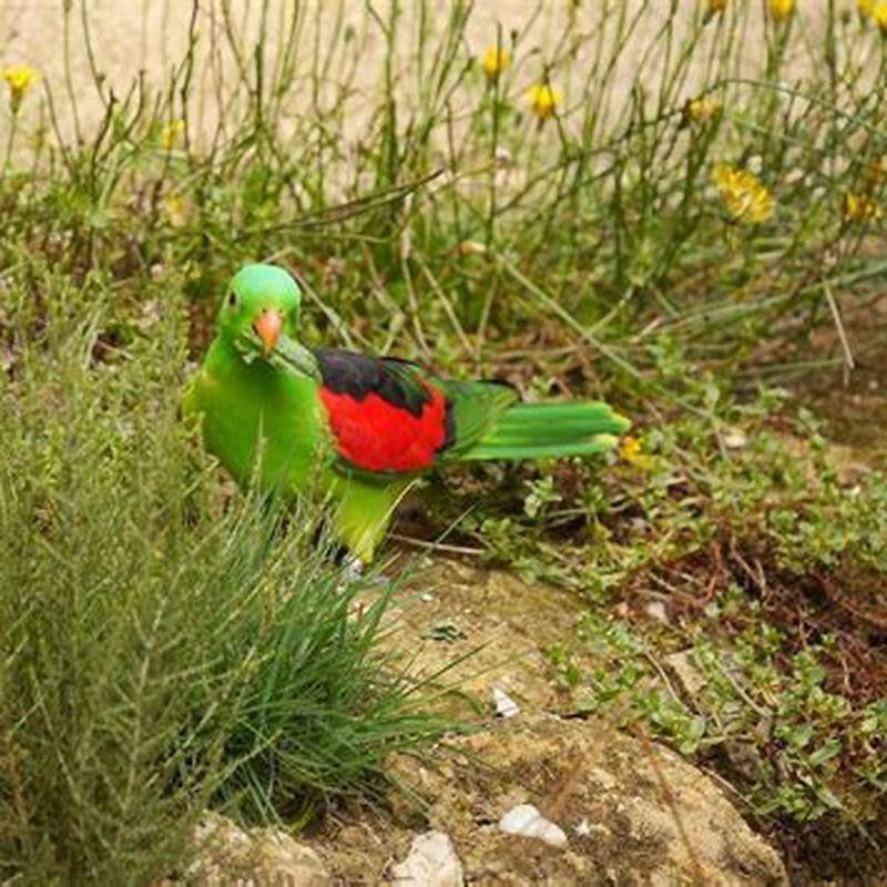 Are red-winged parrots endangered?