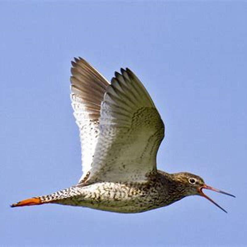 Are redshank protected?