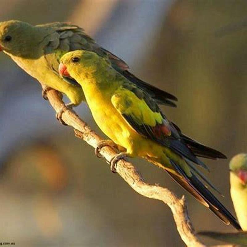 Are Regent Parrots Endangered DIY Seattle