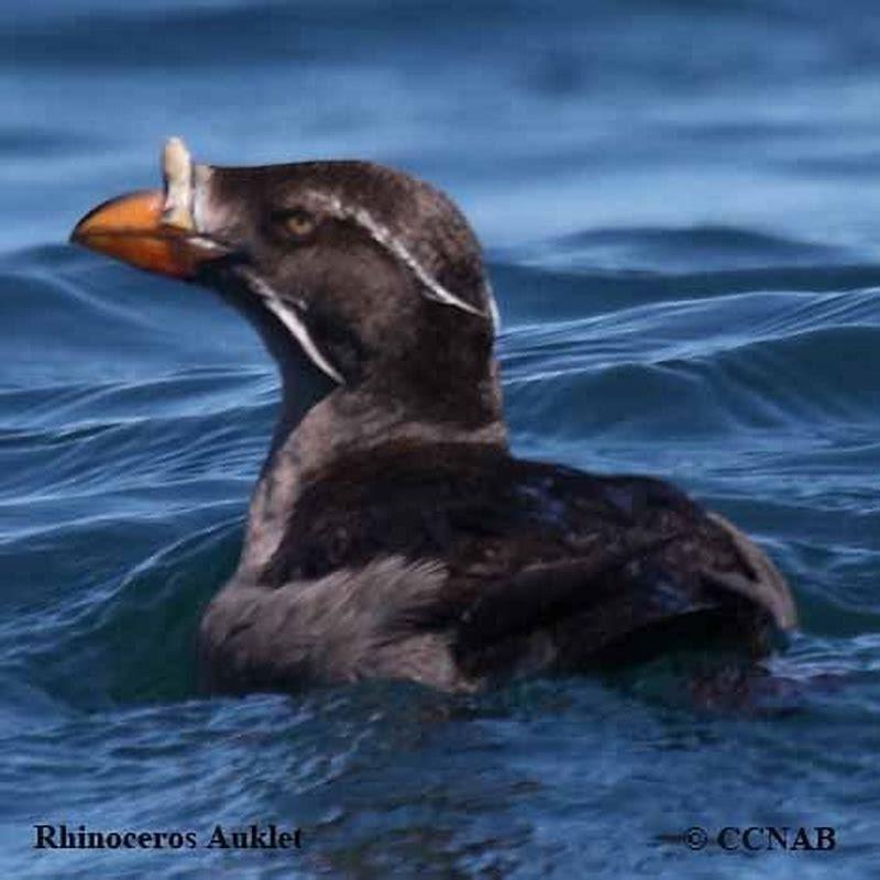 Are rhinoceros auklet endangered? - DIY Seattle