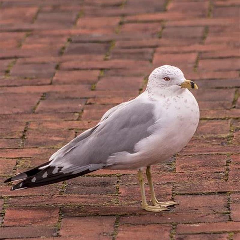 Are ring-billed gulls rare?