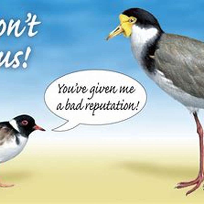 Are ringed plovers protected?