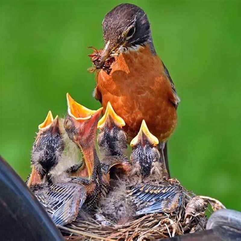 Are robins good to have around?