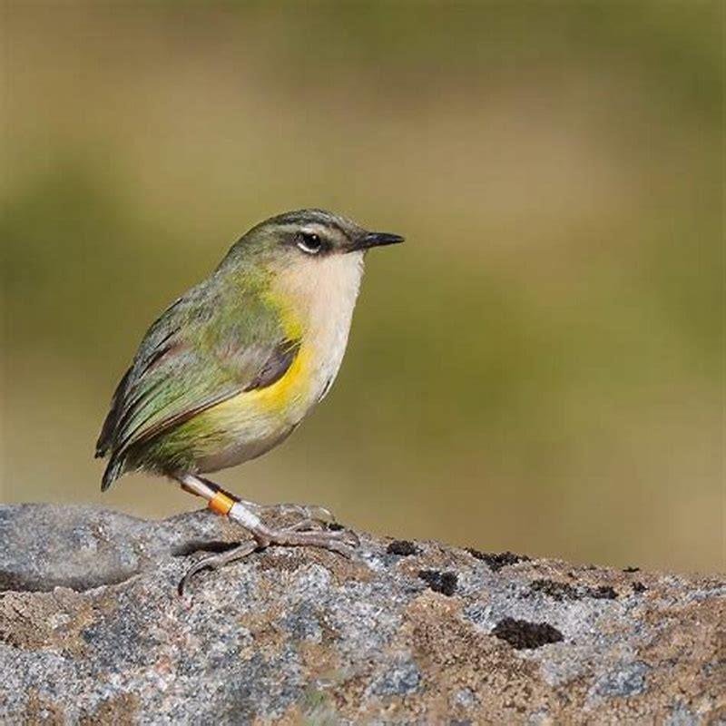 Are rock wren endangered?