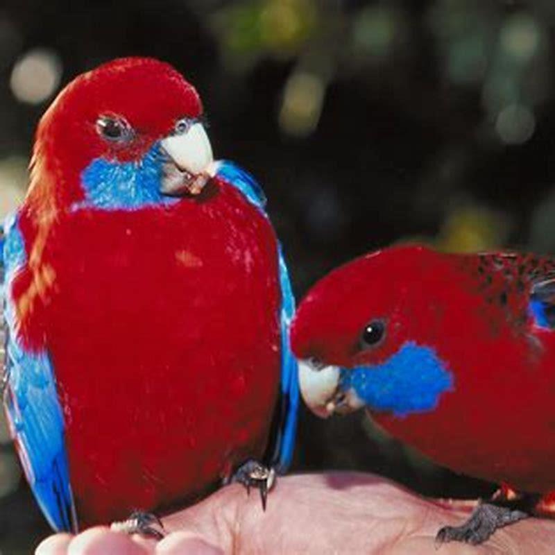 Are rosellas friendly?