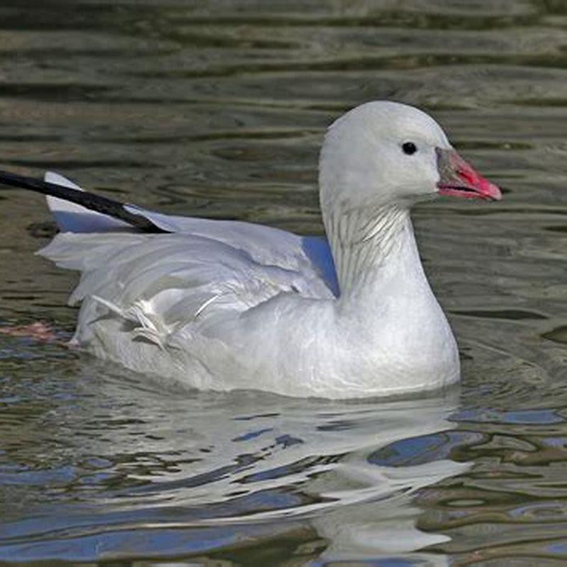 Are Ross geese endangered?