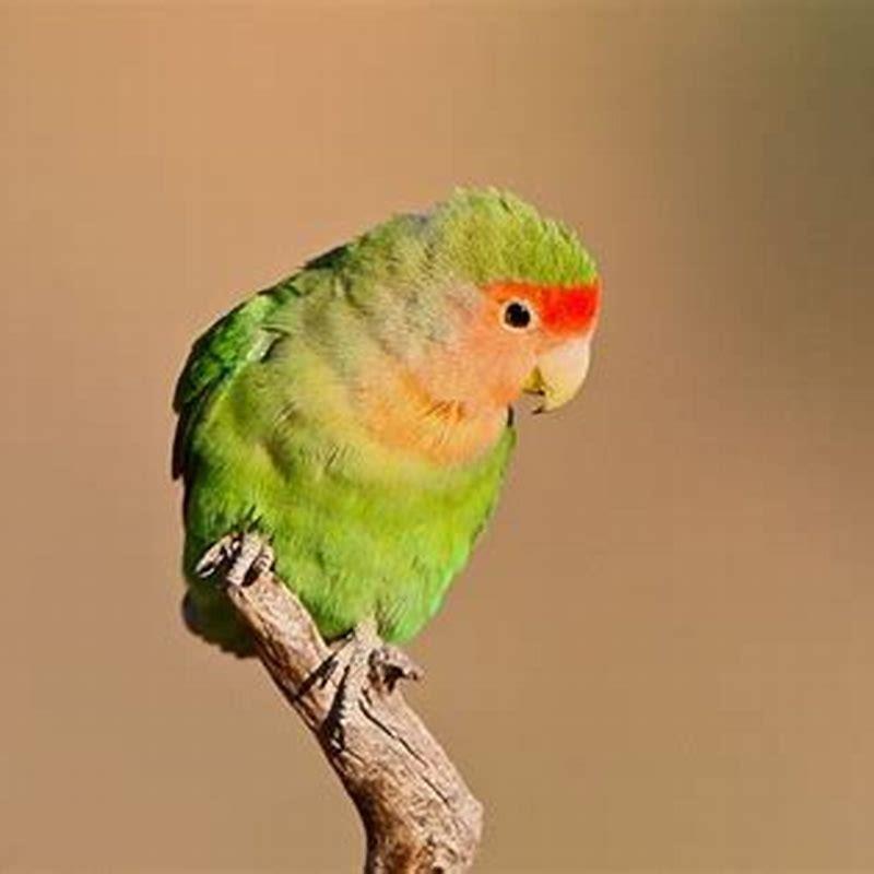 Are rosy-faced lovebird good pets?