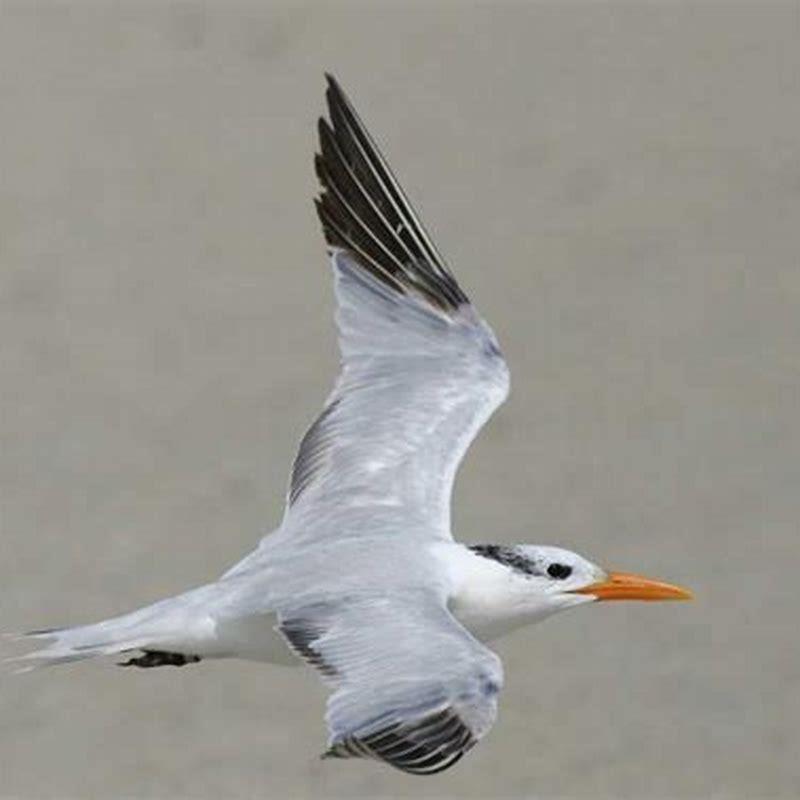 Are Royal Terns protected?