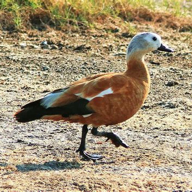 Are ruddy ducks rare?