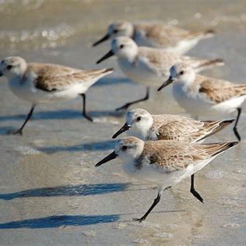 Are Sanderlings migratory bird?