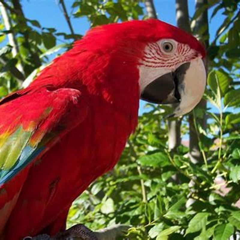 Are scarlet macaws the same as parrots?