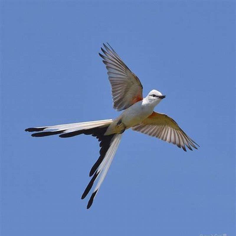 Are scissor-tailed flycatchers aggressive?