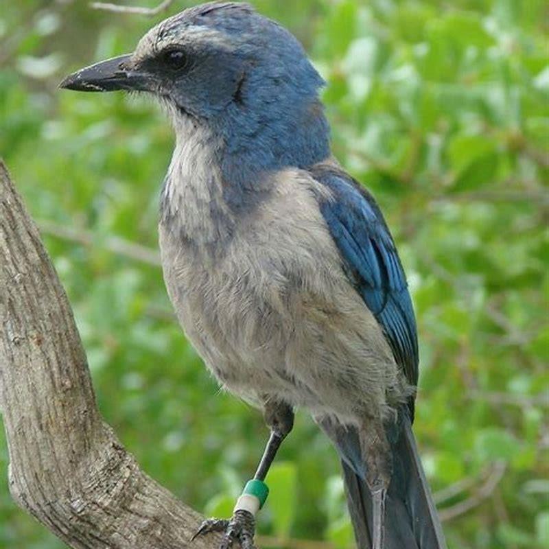 are-scrub-jays-rare-diy-seattle