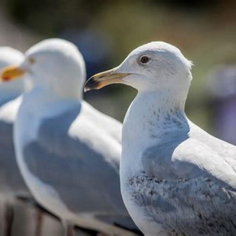 Are seagulls raptors?
