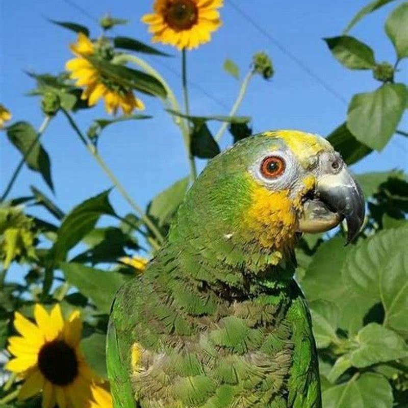 Are Senegal birds good for beginners?