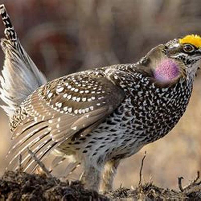 Are sharp-tailed grouse good eating?