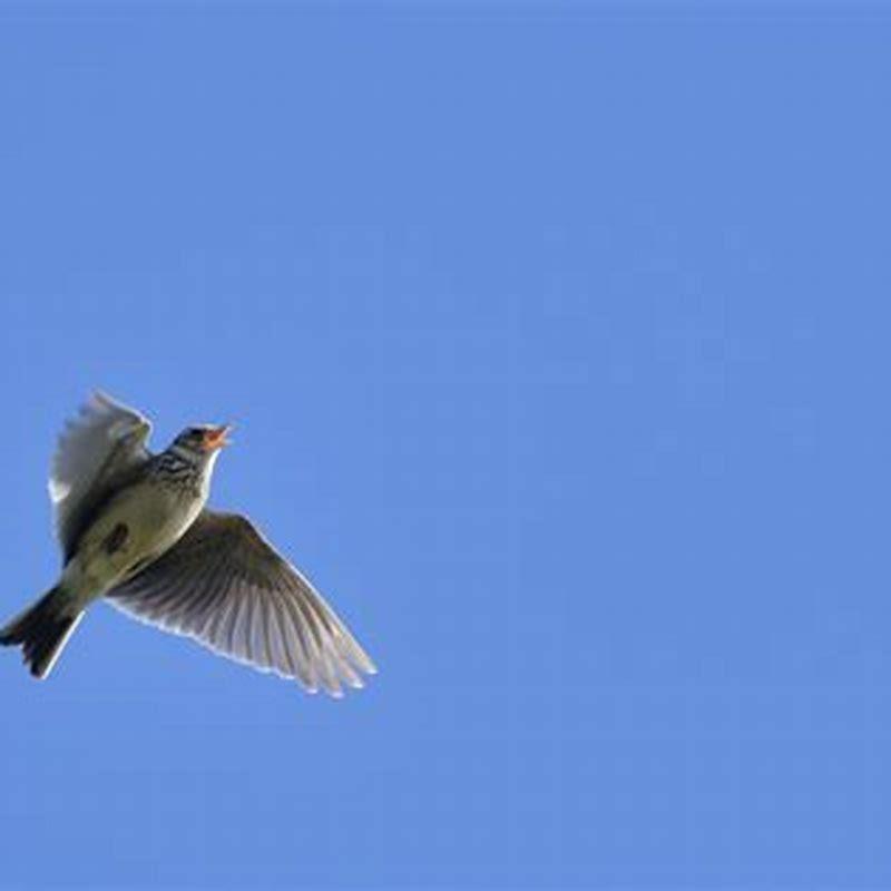 Are skylarks rare in UK?