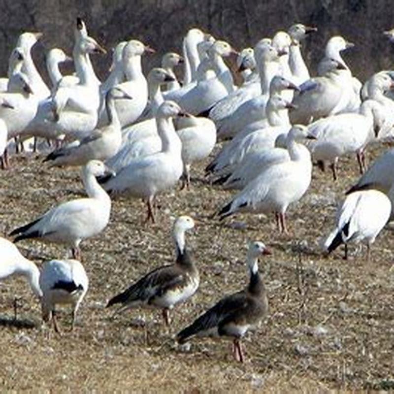 Are snow geese a problem?