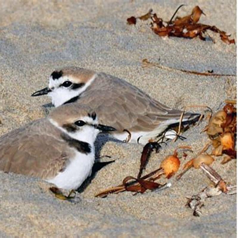 Are snowy plovers rare?