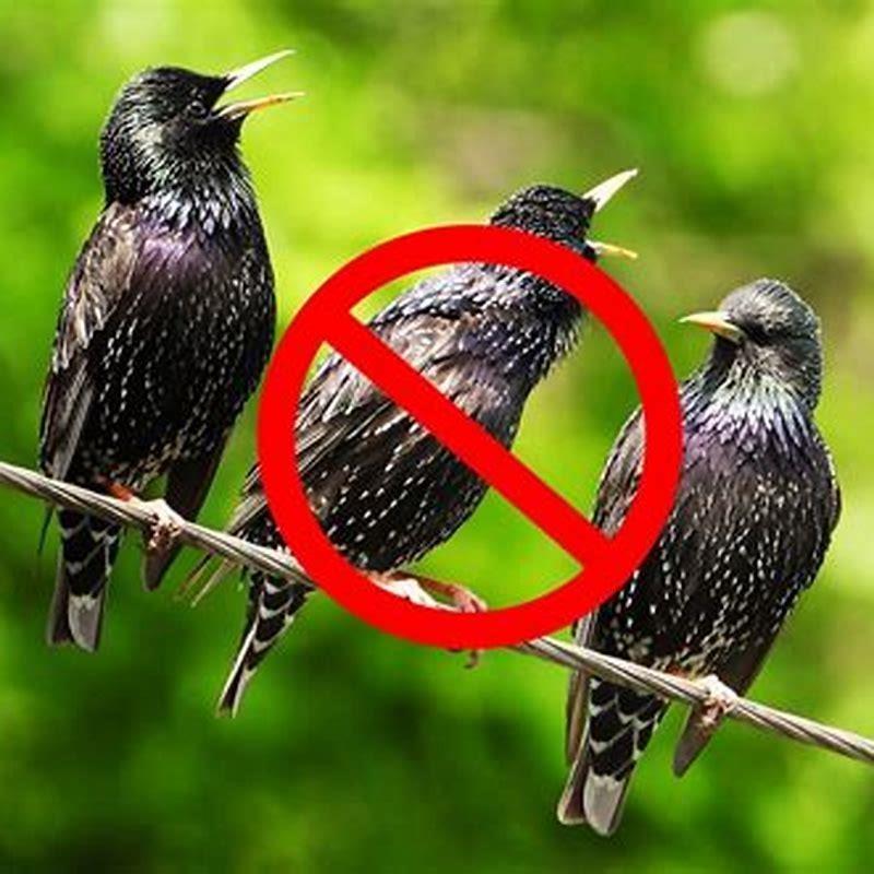 Are starlings a good bird? - DIY Seattle