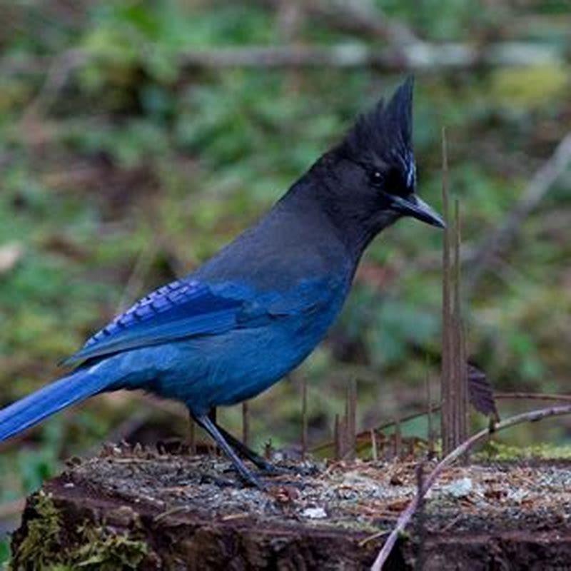 Are Steller’s jays rare?