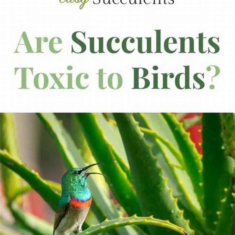 Are Succulents toxic to birds?