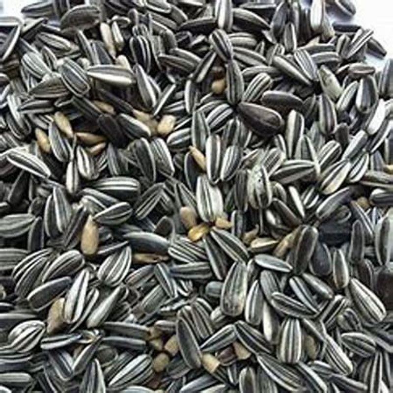 Are Sunflower Seeds Bad For Wild Birds? - Diy Seattle