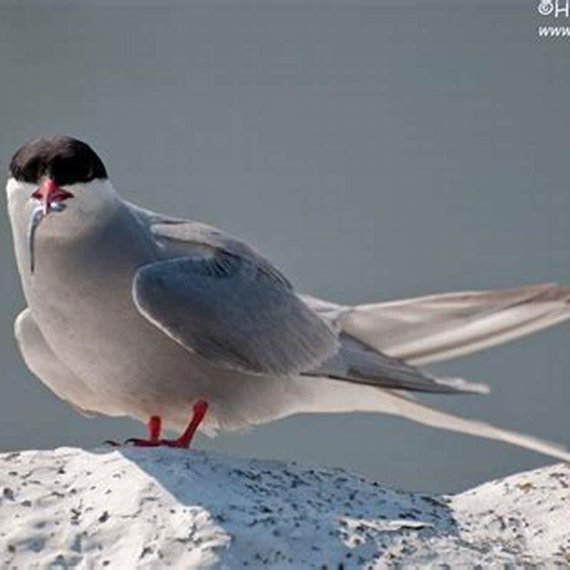 Are terns scavengers?