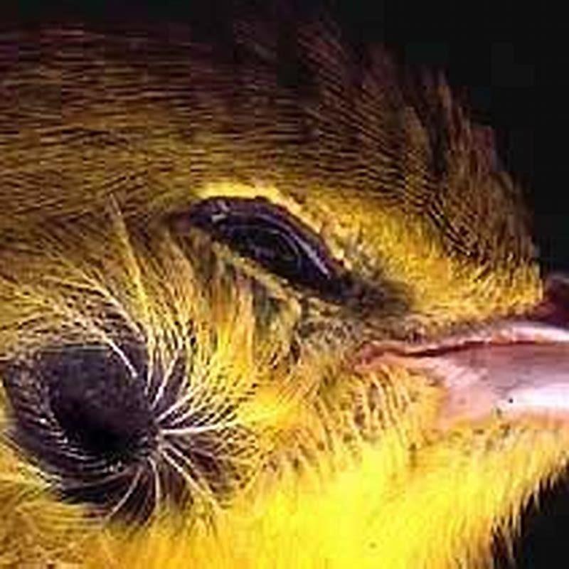 Are there any birds with ears?