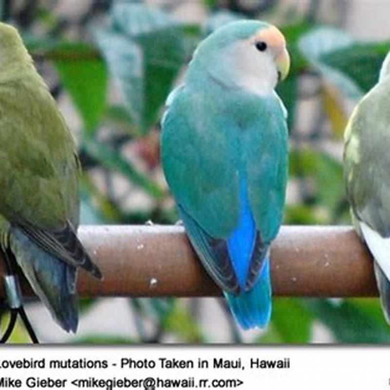 are-there-any-parrots-in-hawaii-diy-seattle