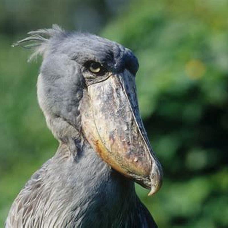 Are there any shoebills in the UK? - DIY Seattle