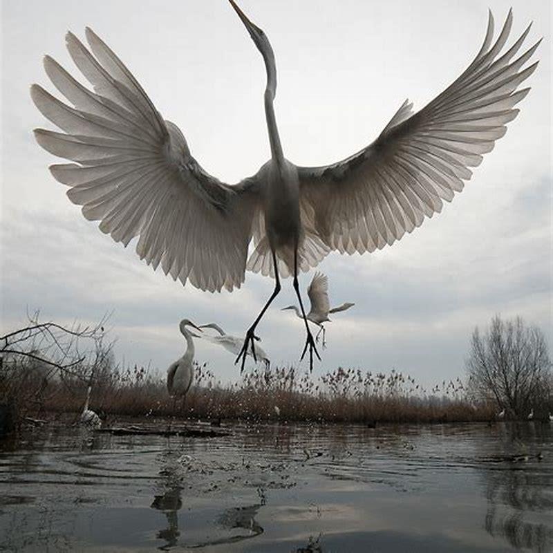 Are there egrets in China?