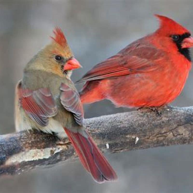 Are there red birds other than cardinals?